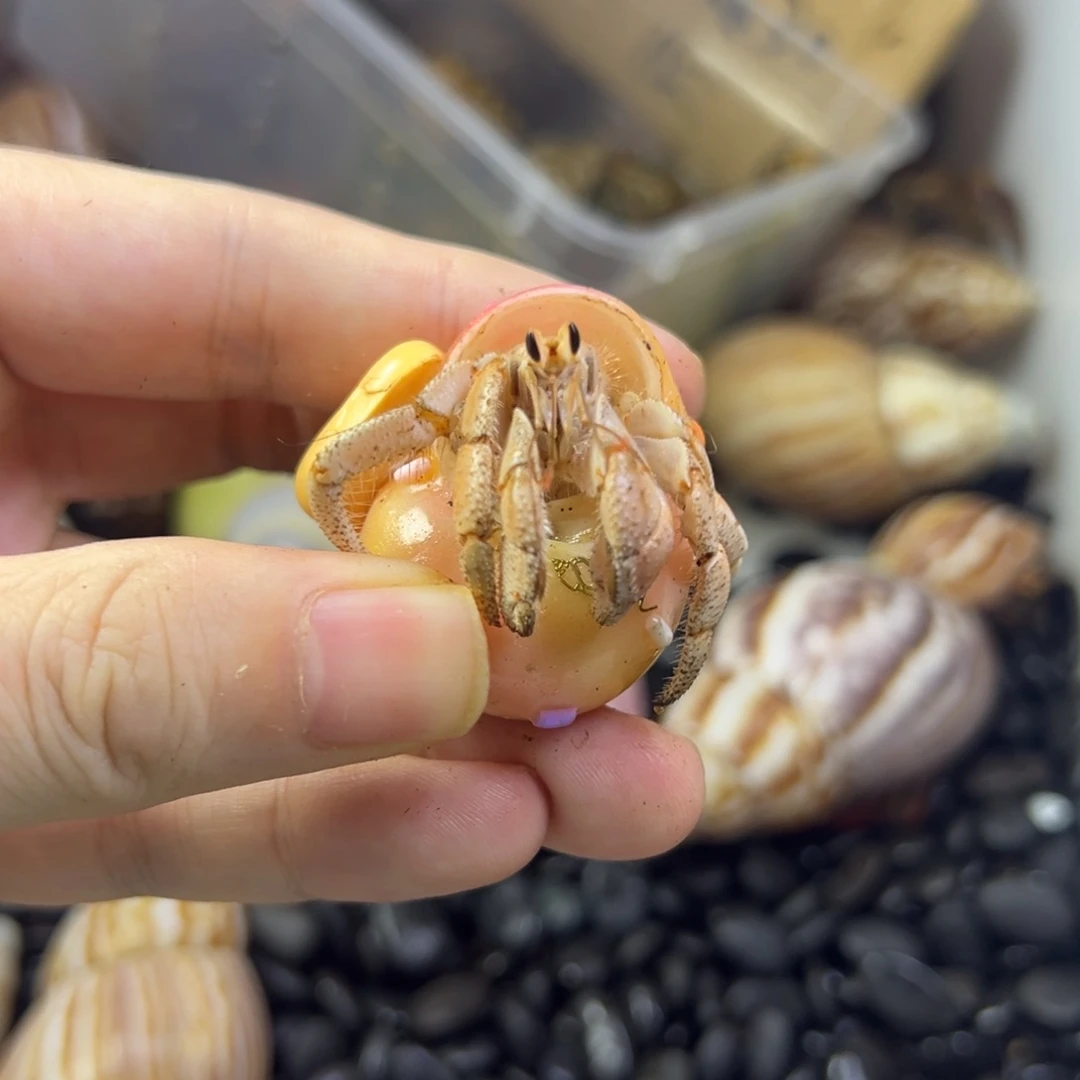 繁殖鱼蟹虾紫陆寄居蟹