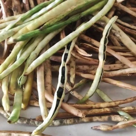 2025年老乌豇豆新鲜应季煲汤黑眉豆全黑乌豇豆农家黑豇豆豆角