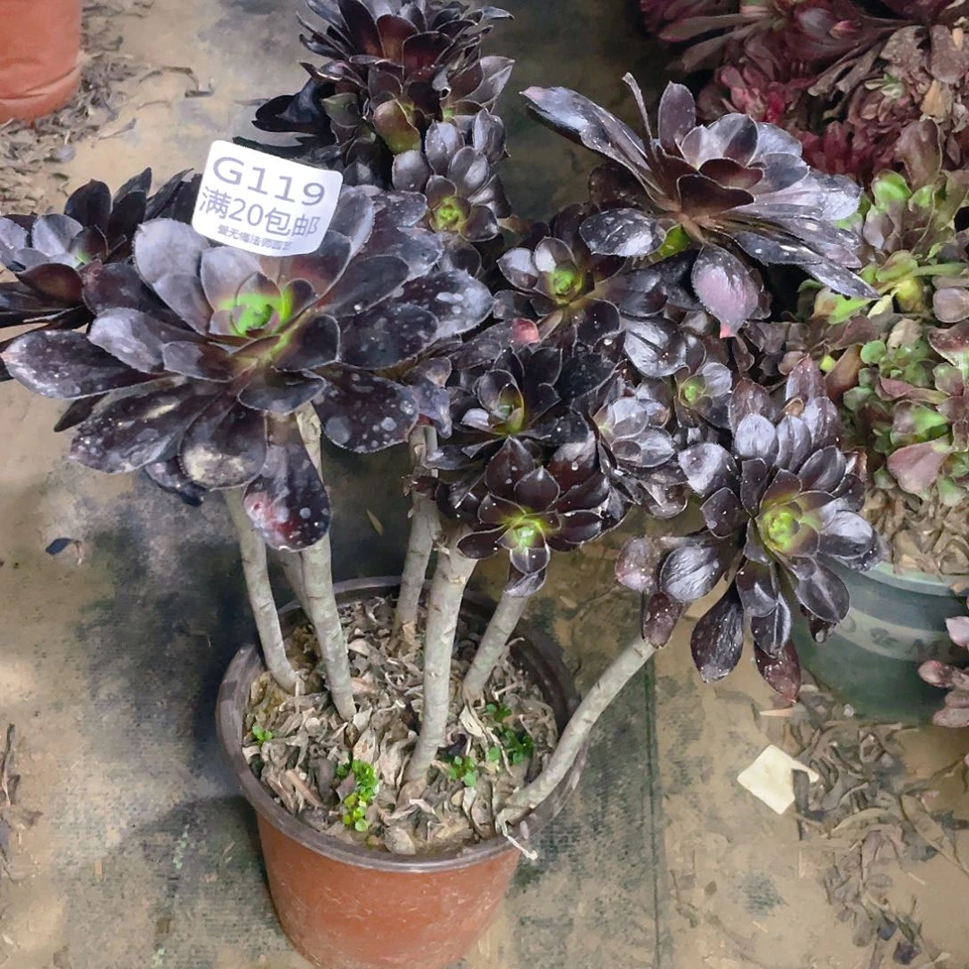 119黑圆叶多肉小损不包