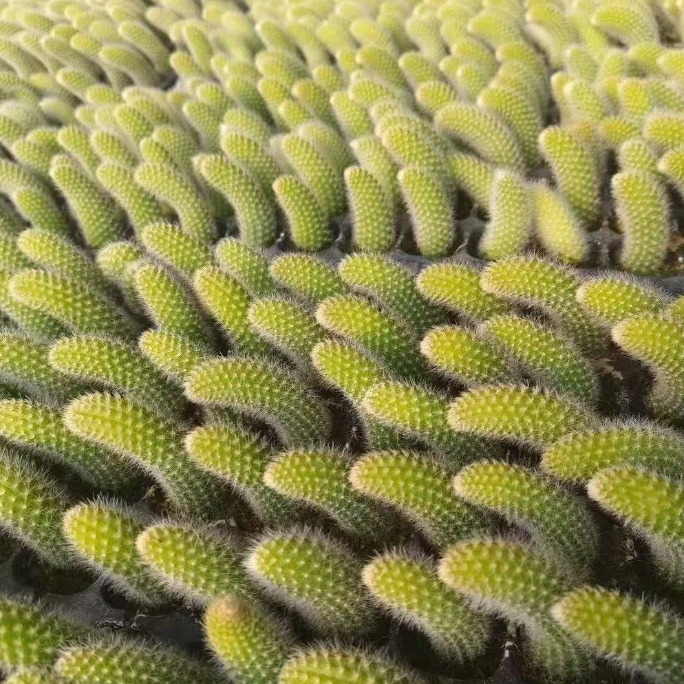 长毛九尾狐多肉植物仙人掌盆栽仙人掌6-8厘米发10颗多肉盆栽网红