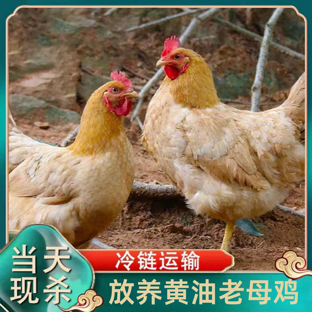 【果园散养】到手4只 散养黄油老母鸡  4只净重10斤
