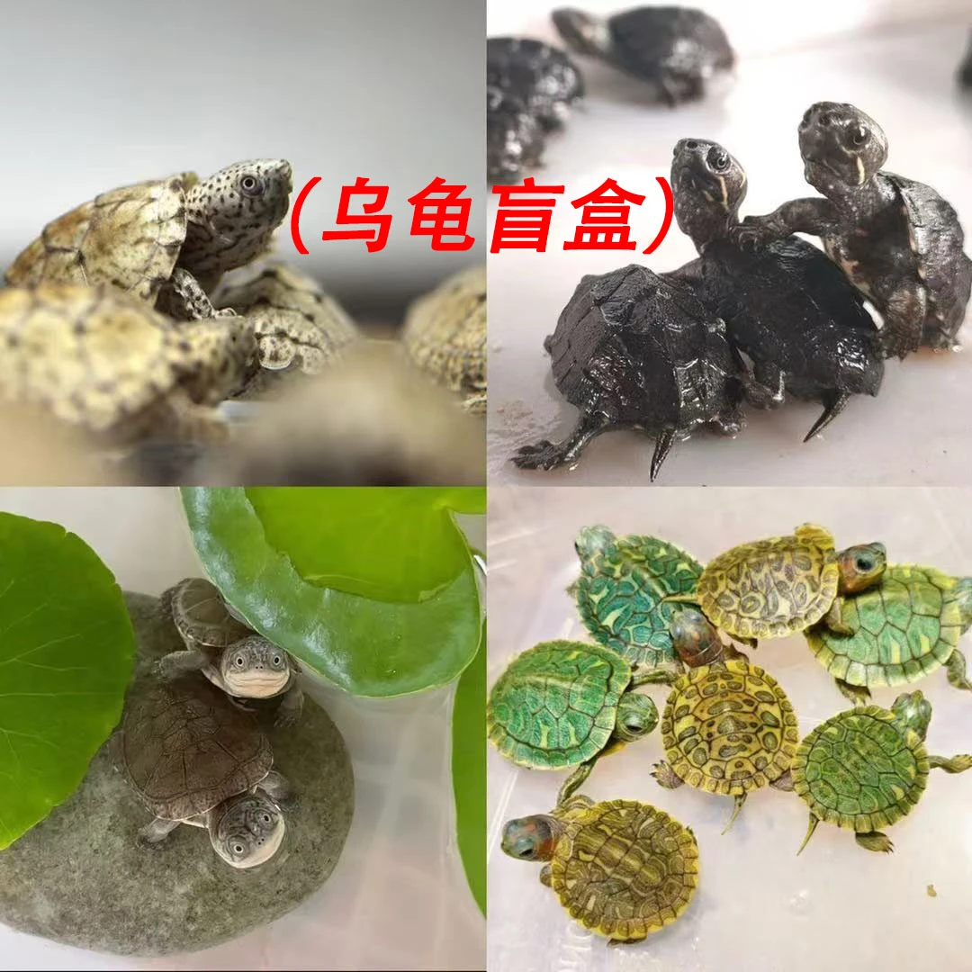 直播间逃单盲盒（惊喜连连、物有所值）