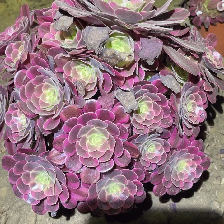 多肉植物法师296凤冠