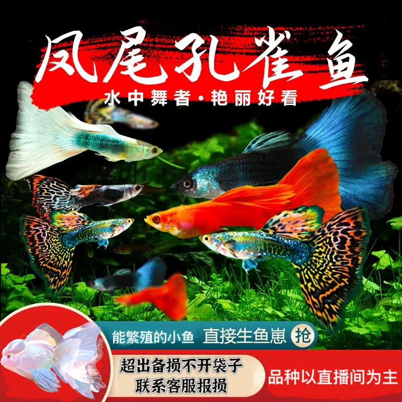 精品孔雀鱼淡水观赏凤尾鱼胎生鱼花老虎大耳朵象牙白全红好养耐活
