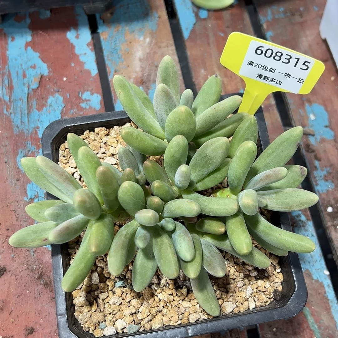 608315 糖果美人群生无砍 必须发冷链