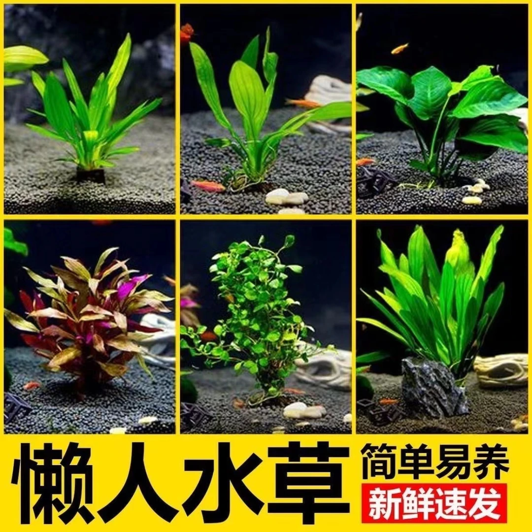 绿九冠水草阴性活体用于鱼缸造景天然净水增氧真水草