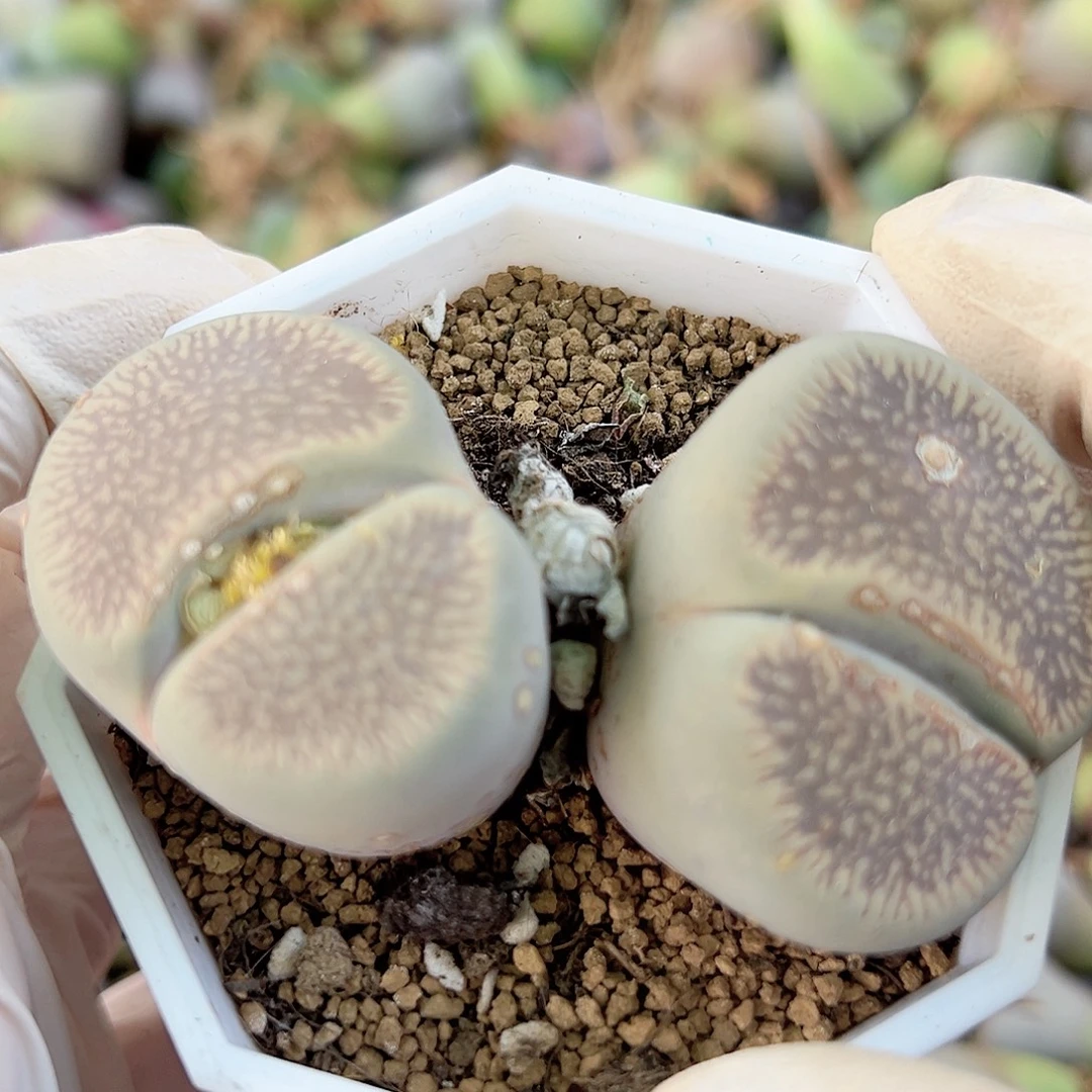 1000 好养易活生石花大母本