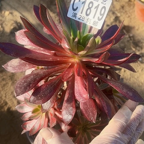 1819巫毒拉丝锦锦多肉植物法师