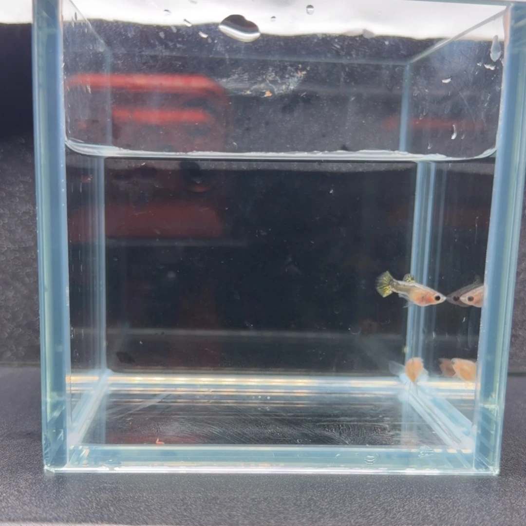 孔雀鱼黑金蕾丝大C1对