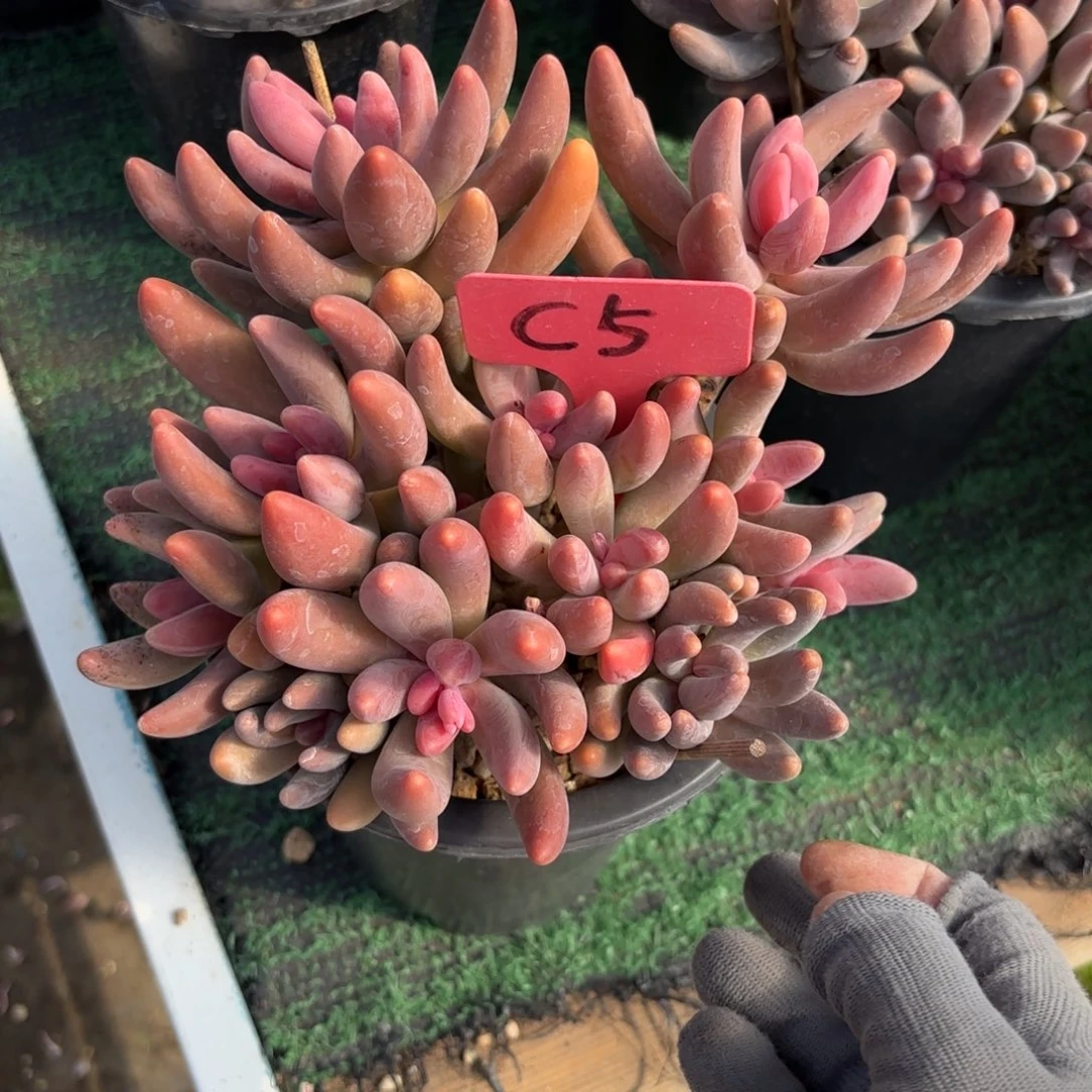 J***粥5fghjjkkjjjjjjkk