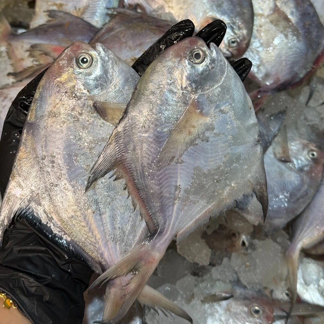渔山列岛东海小银白鲳石浦小海鲜银鲳鱼4斤
