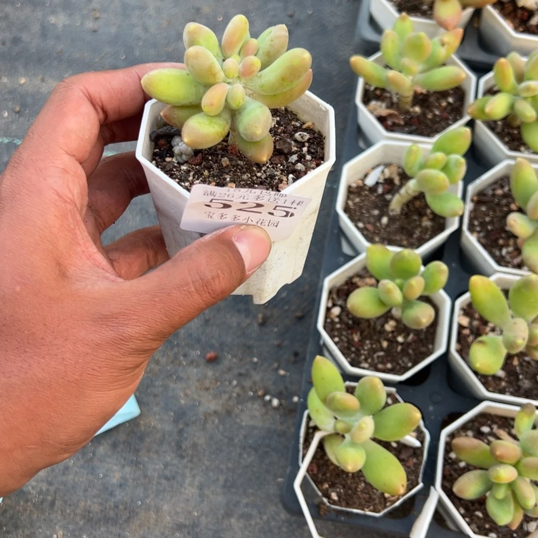 巧***！525号芒果奶到手一颗一物一拍