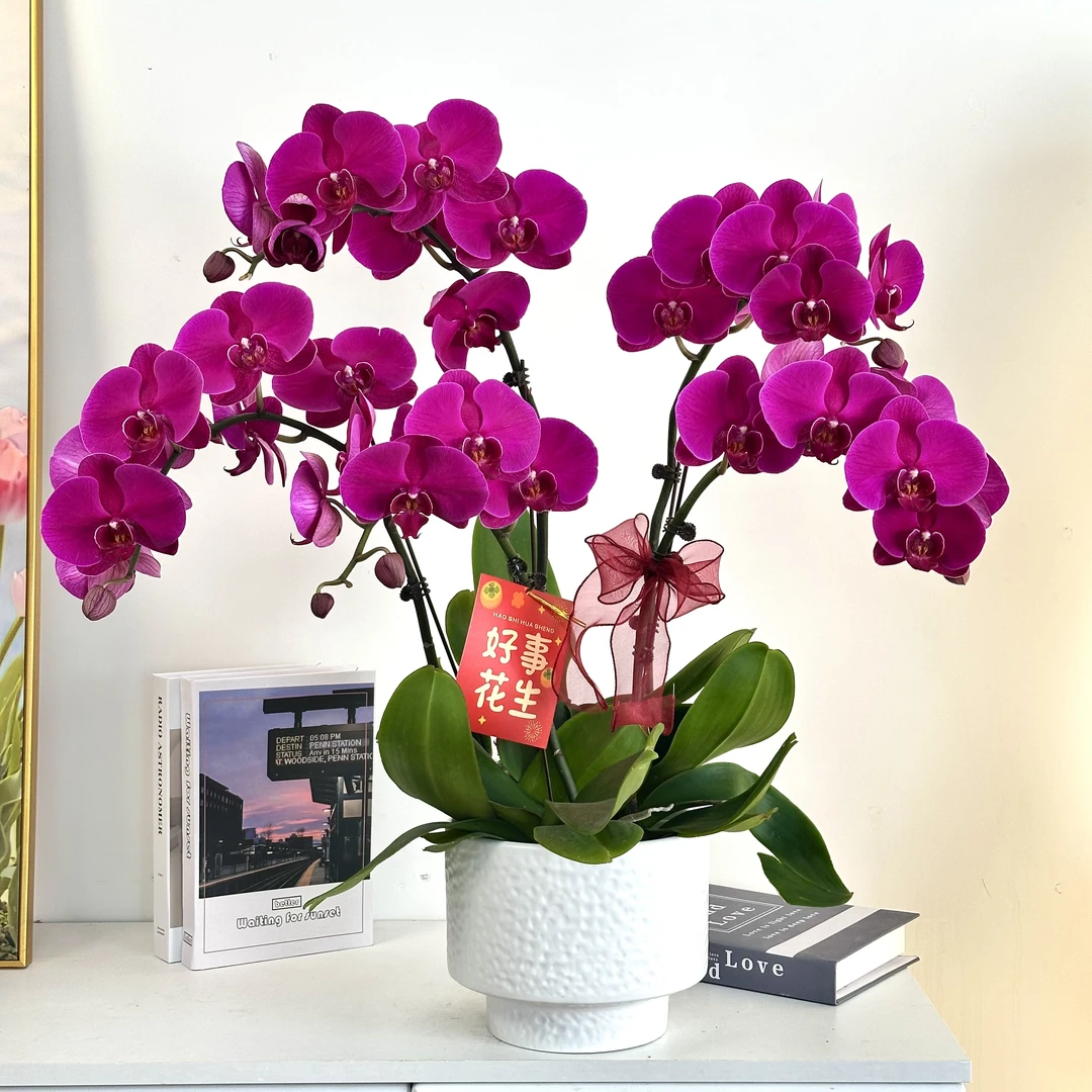 【大辣椒】蝴蝶兰鲜花精致组盆 开花株 室内绿植 养兰基地直发