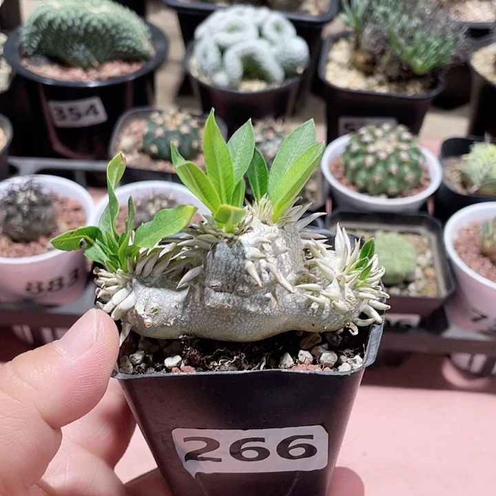 266惠比大黑块根