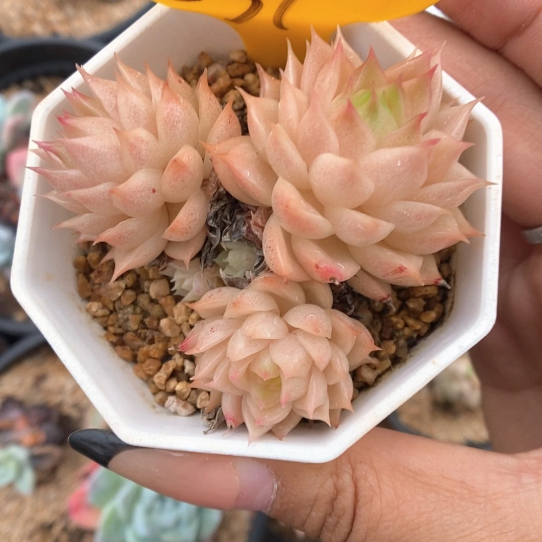 S***3麦秆群不包整散537号。