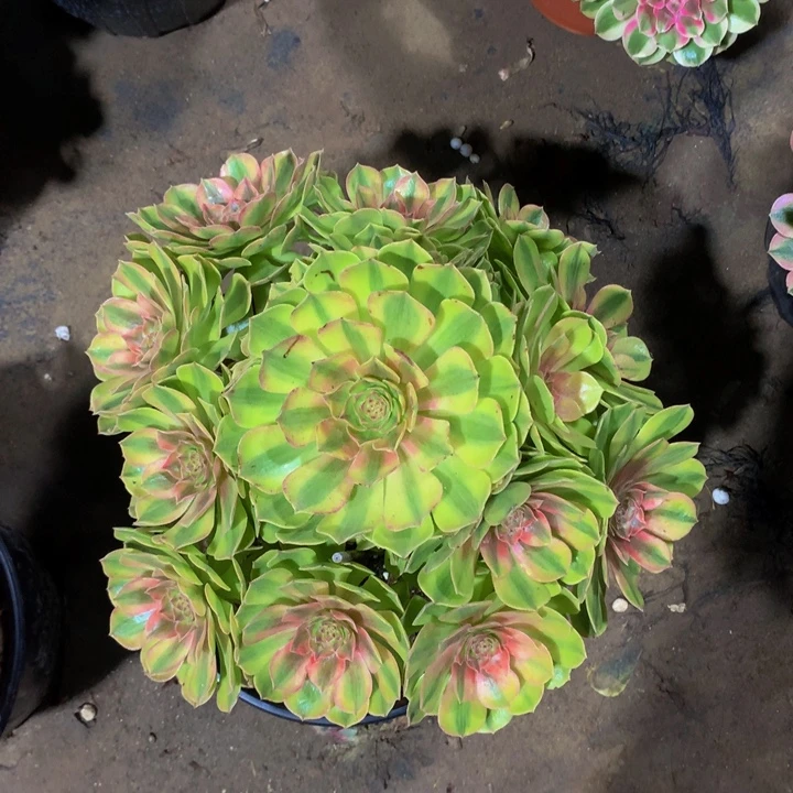 无花朵轮回00000000