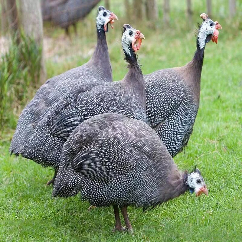 活体宠物珍珠小苗珍珠品种疫苗齐全