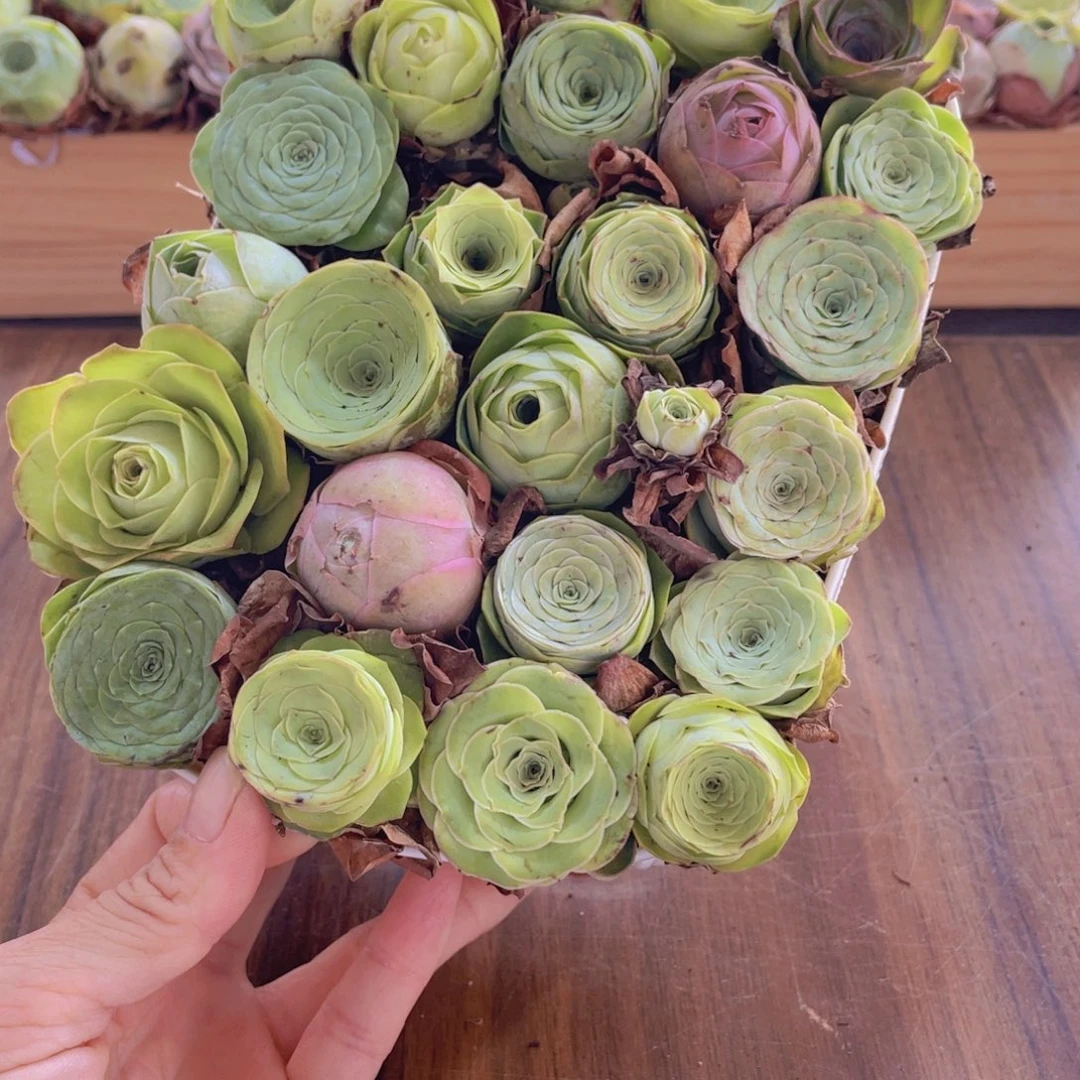 保底25颗以上量拍➕花篮888888