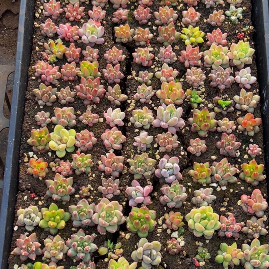 哇***哒055多肉葡领导人物库资料