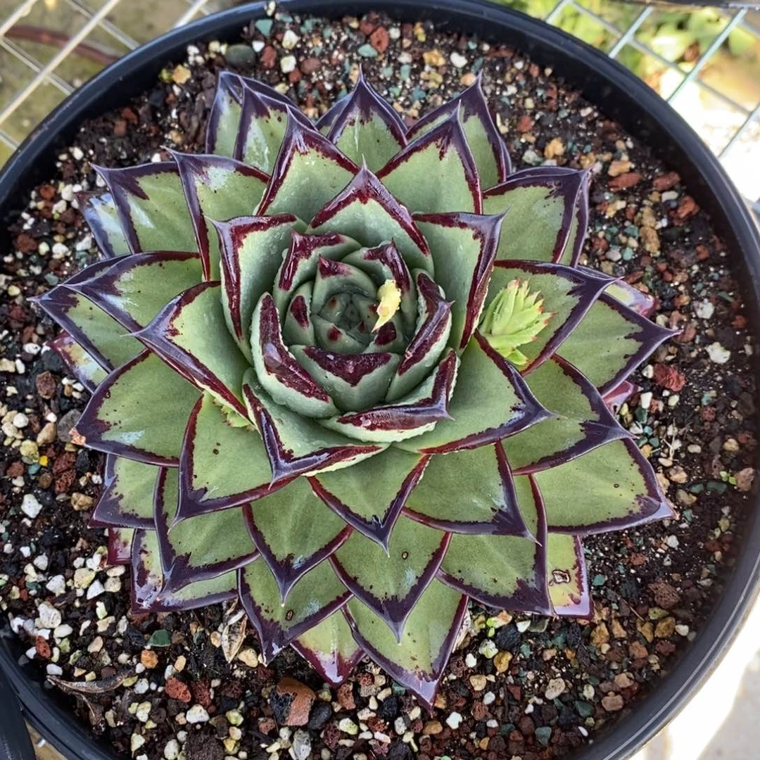 用****5青皮B-25.1.17