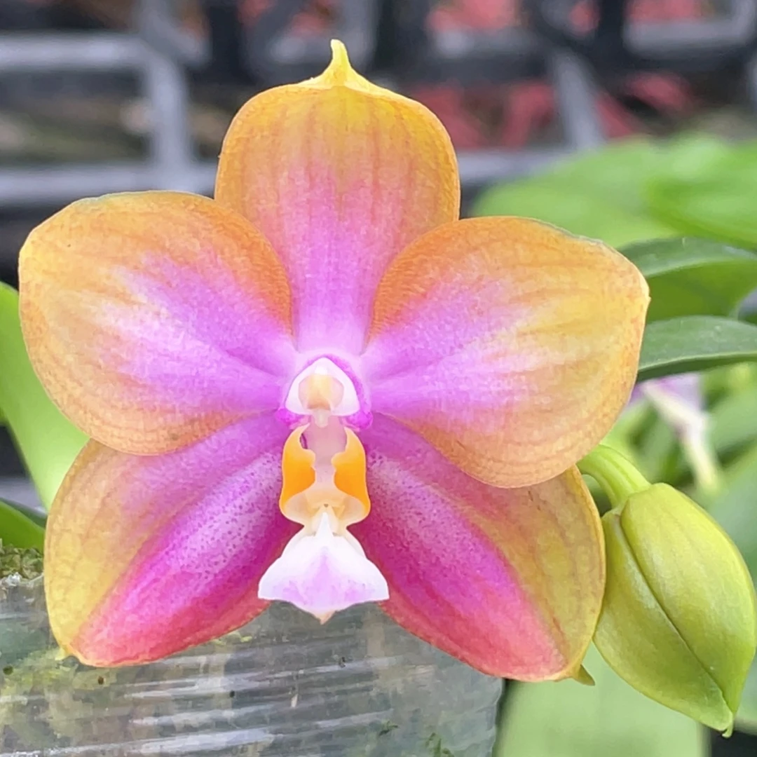 完全开放【玛丽龙222