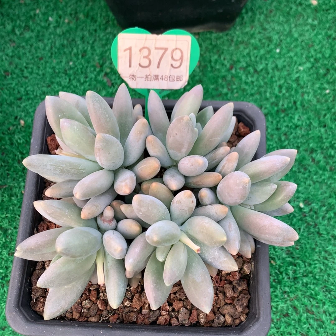 白兰地无砍平头1379