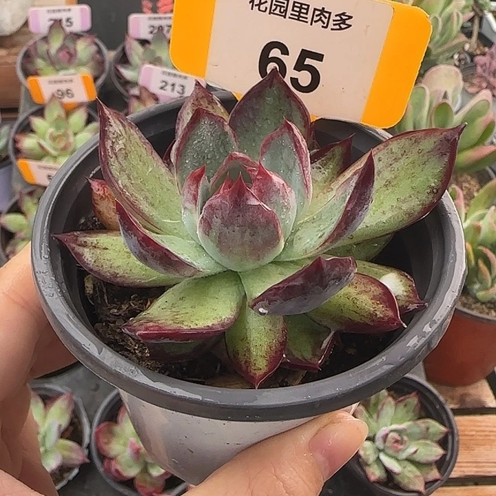 65 惊鸿仙子多肉植物