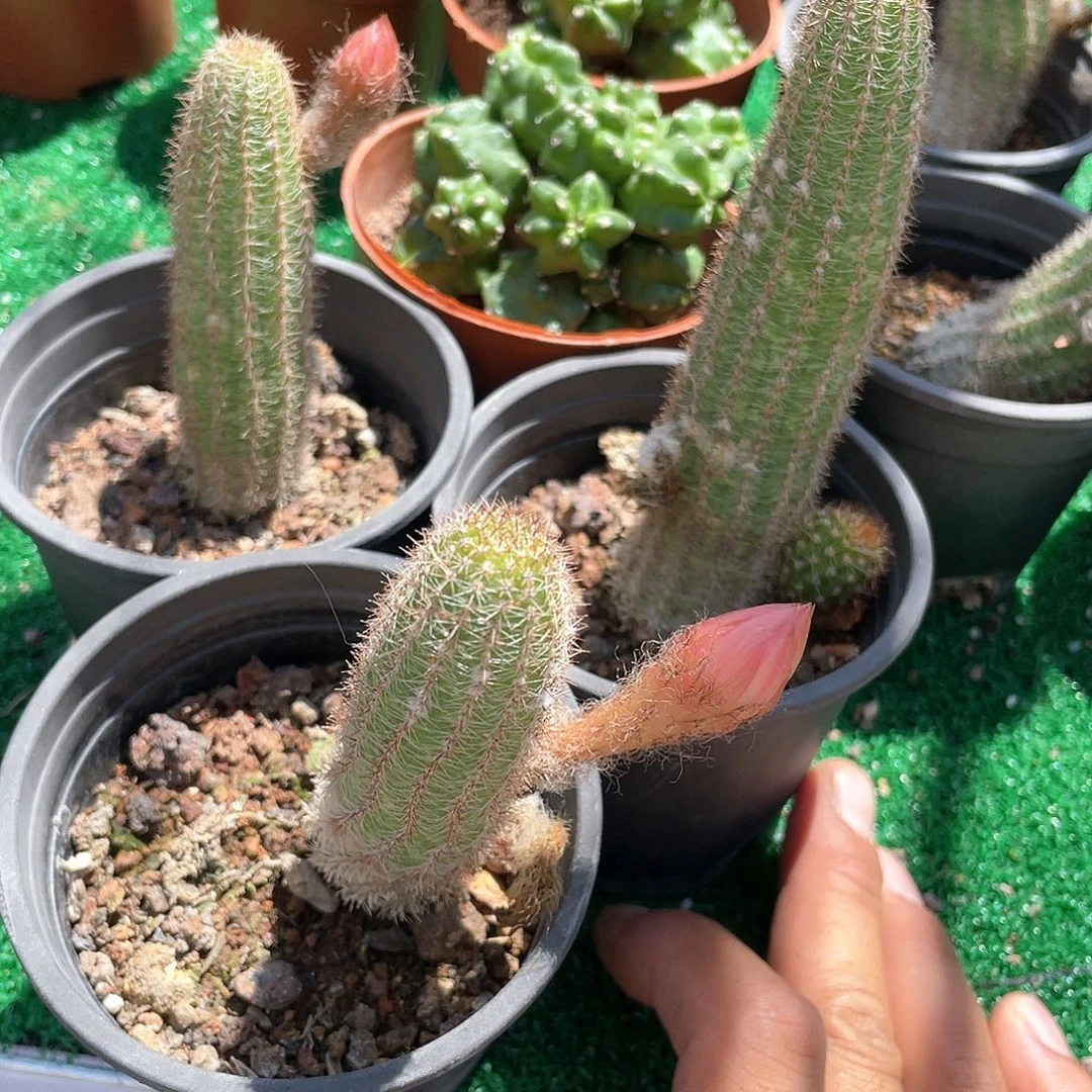 黄花白檀福利带盆发货