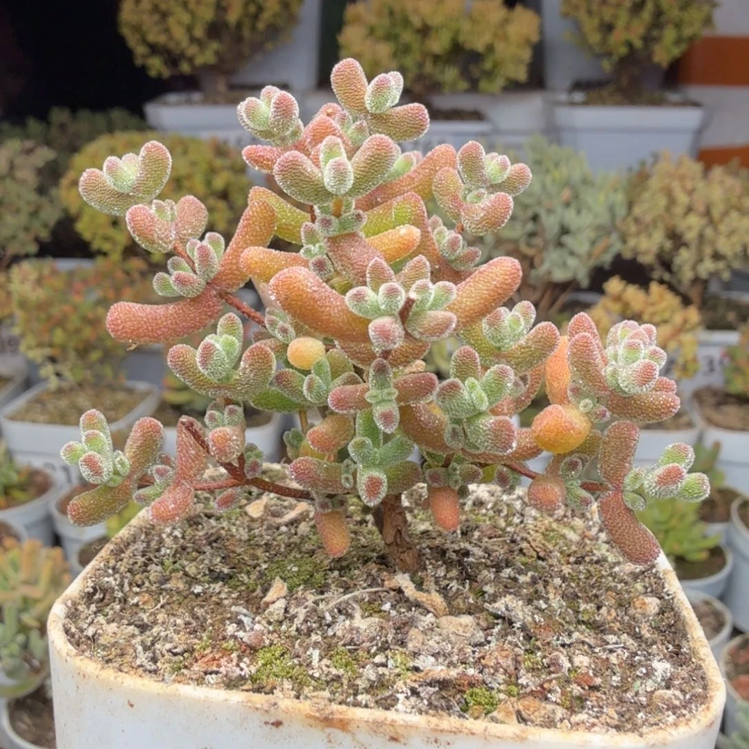 A823冰冰虾一物一拍