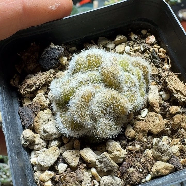 813白檀缀化带盆发货