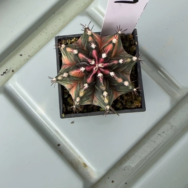 67-0209脱土发多肉