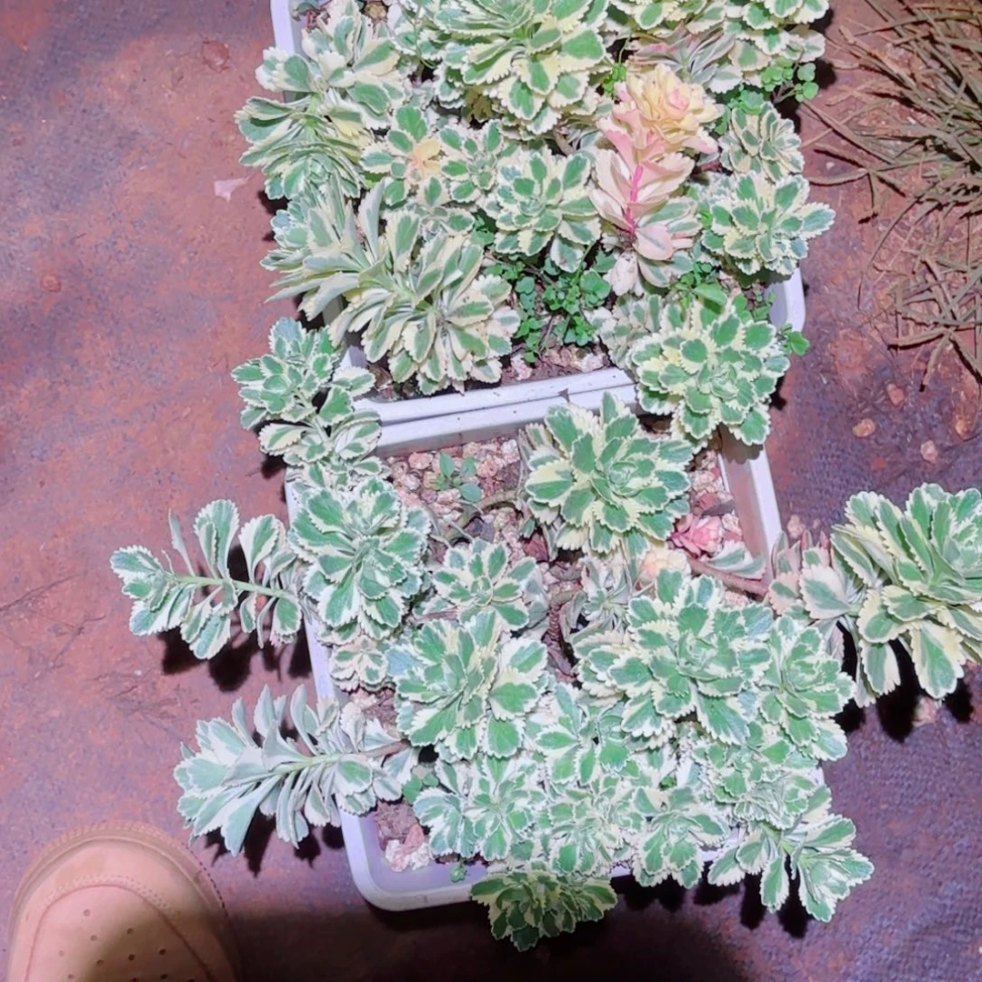 云南多肉植物亚特兰蒂斯