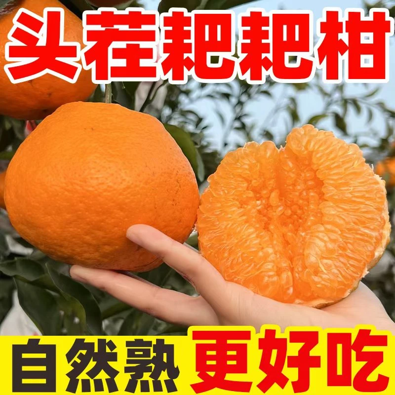 正宗四川眉山春见耙耙柑子当季新鲜孕妇水果粑粑柑橘子整箱bp