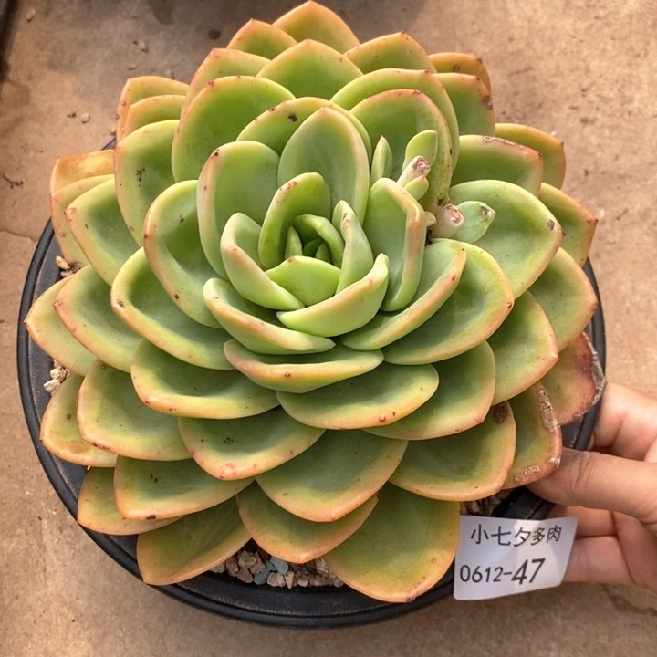 小七夕多肉柠檬茶47