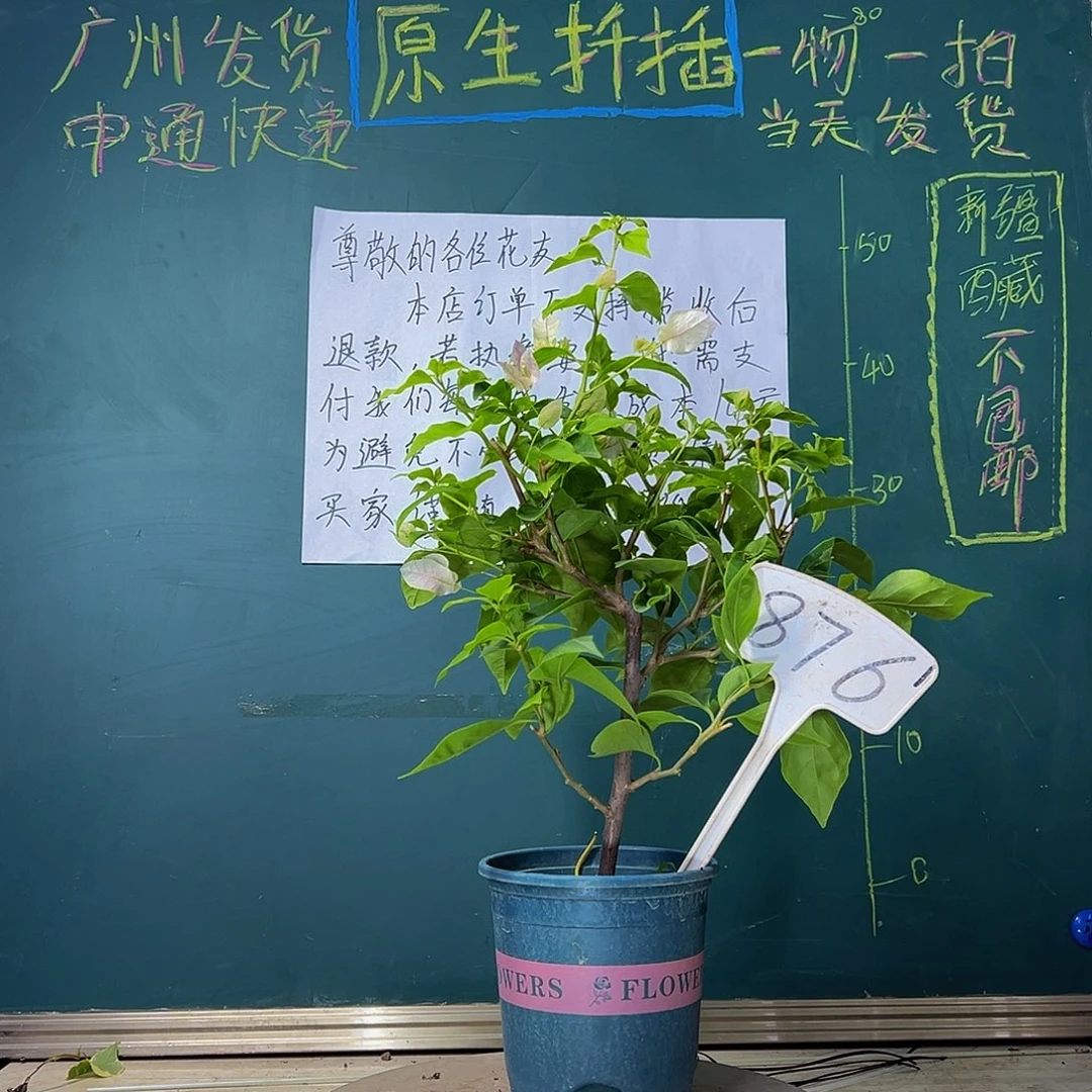 当前无花栽培后可以开花广红樱876