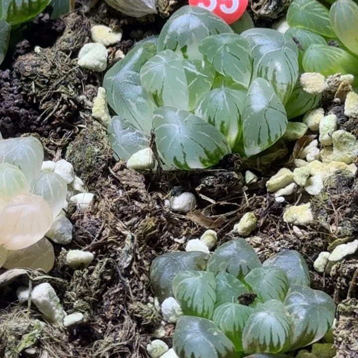 无花朵35号透亮窗玉露锦