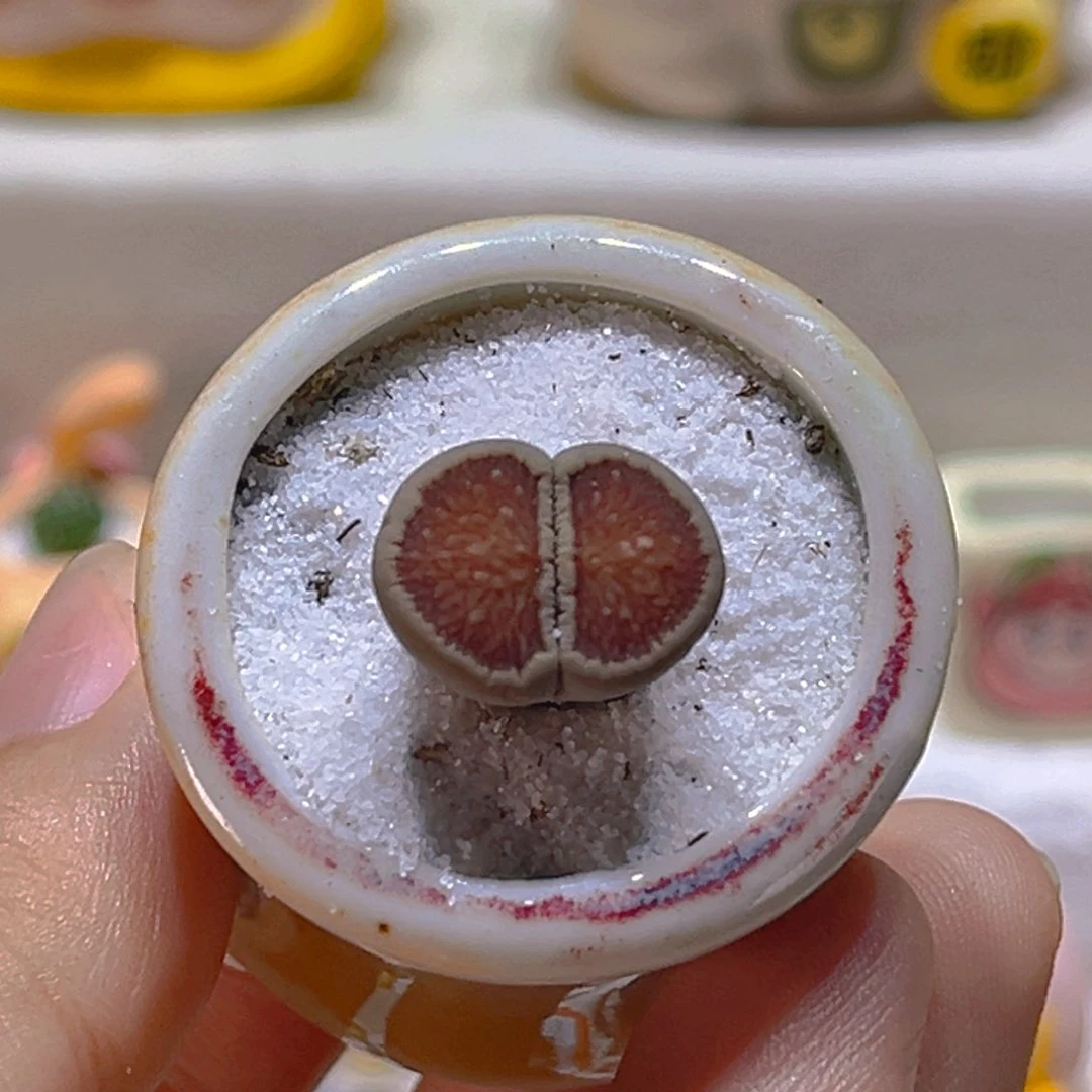 070高端多肉带盆带土