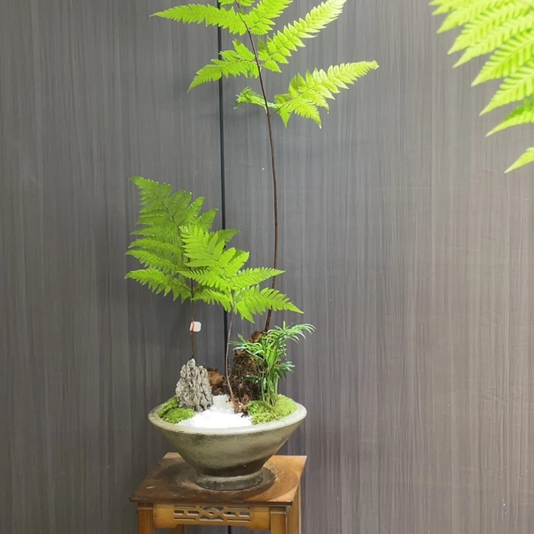 【闪购商品】风**下蕨