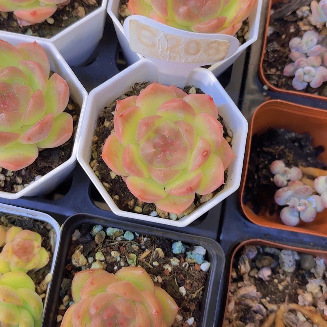 B208珍妮一物一拍