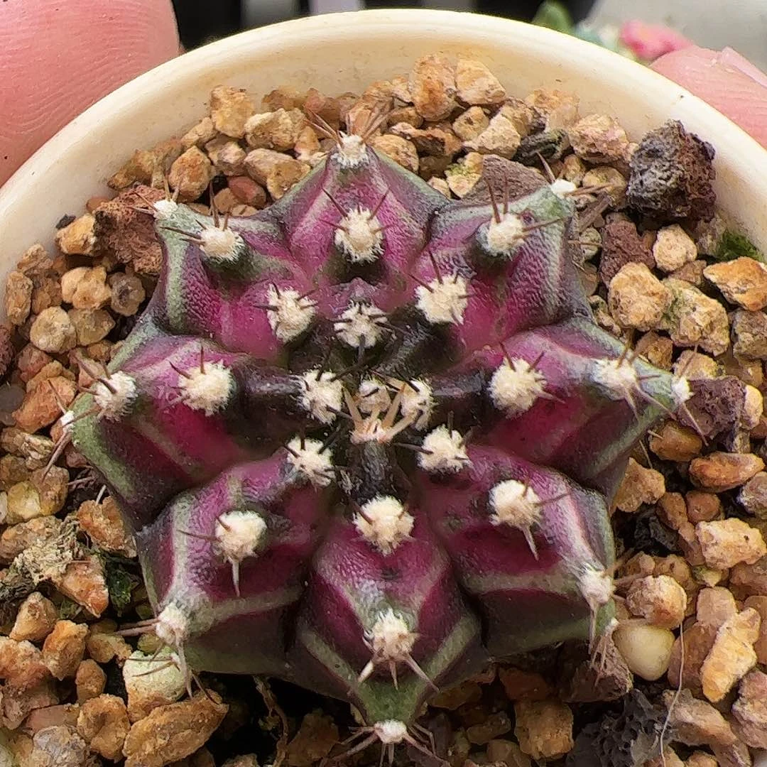 当前无花朵，栽培后可花朵