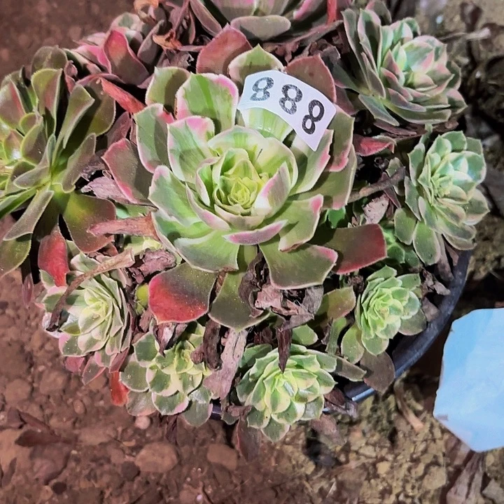 888妖月多肉植物不售后