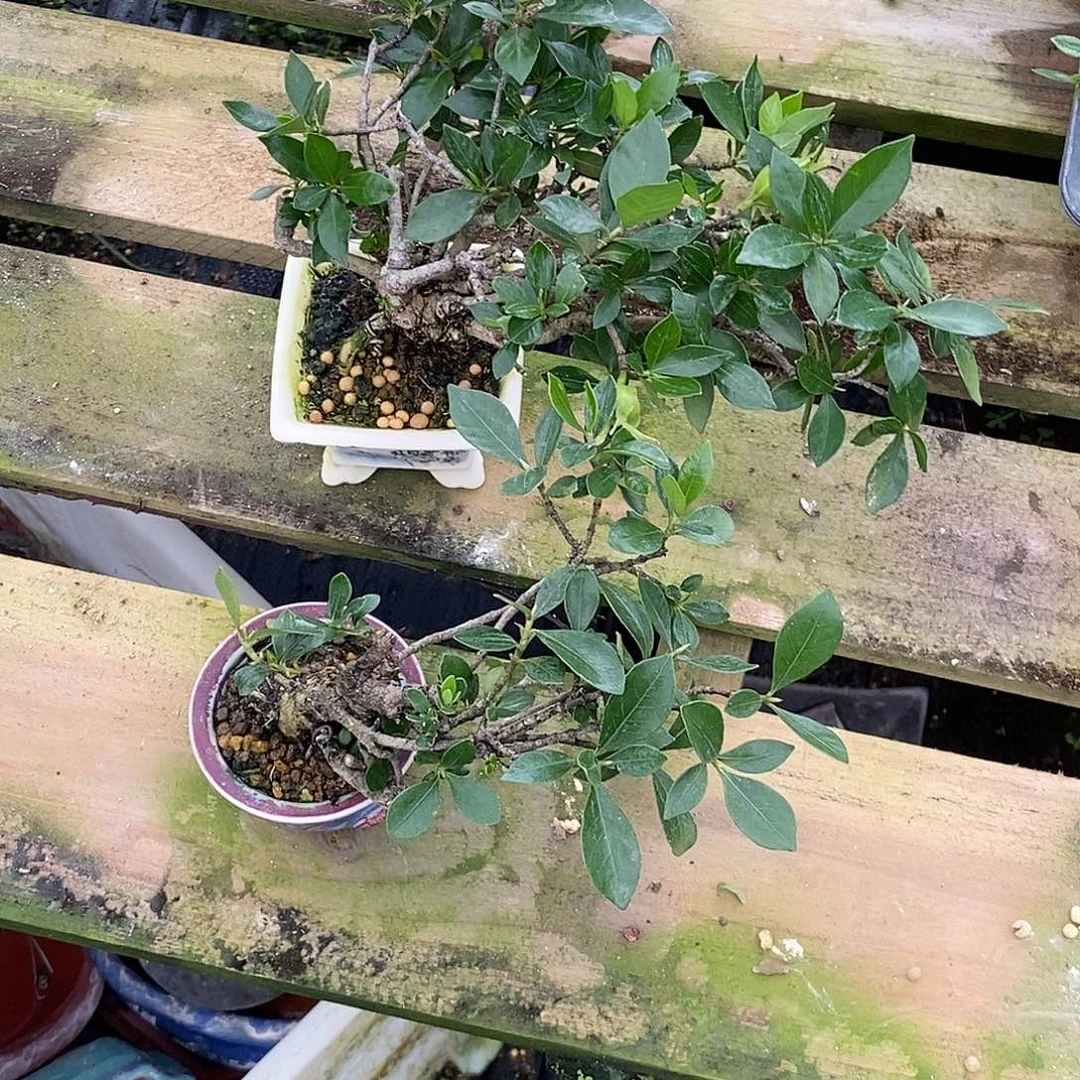 无花朵恒*栀子花