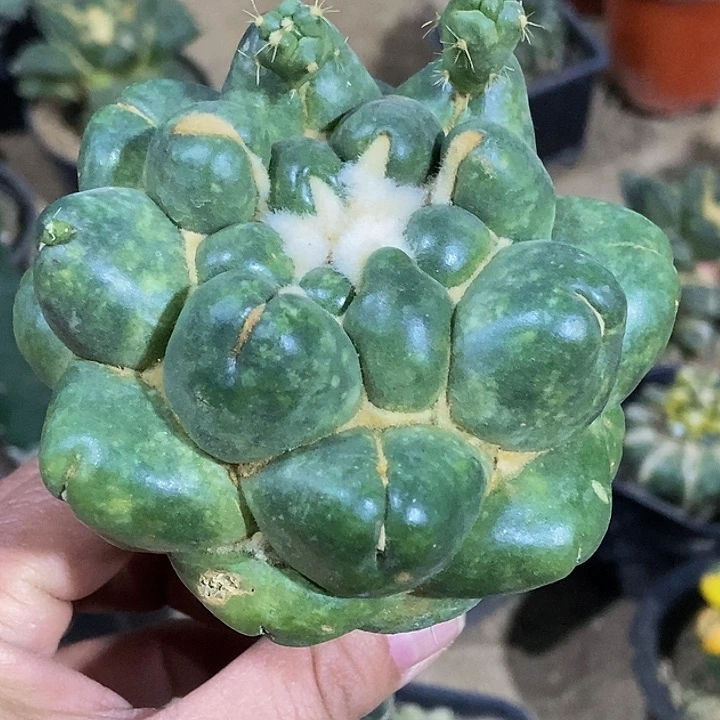无花朵大尤无刺象牙830