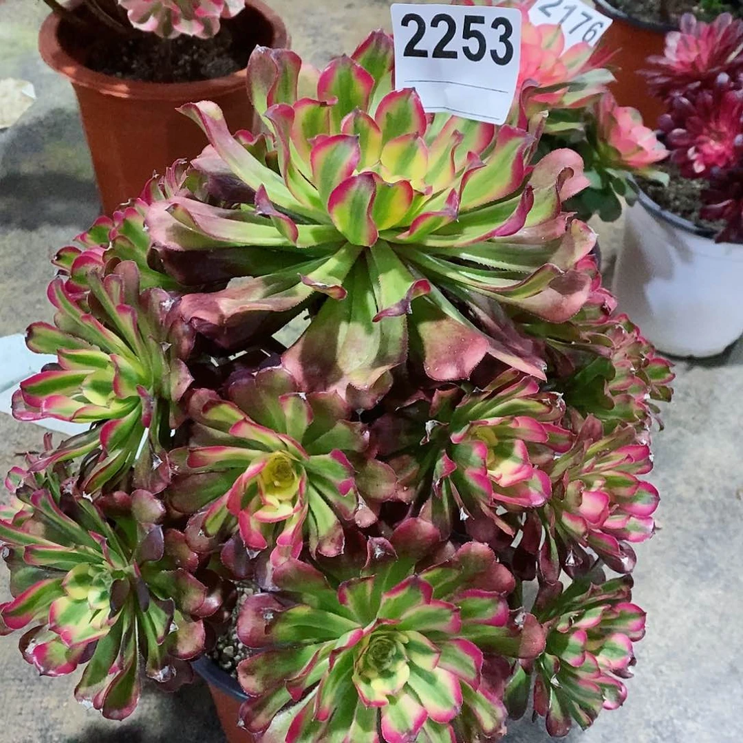 红陶一****2253舞天姬4多肉