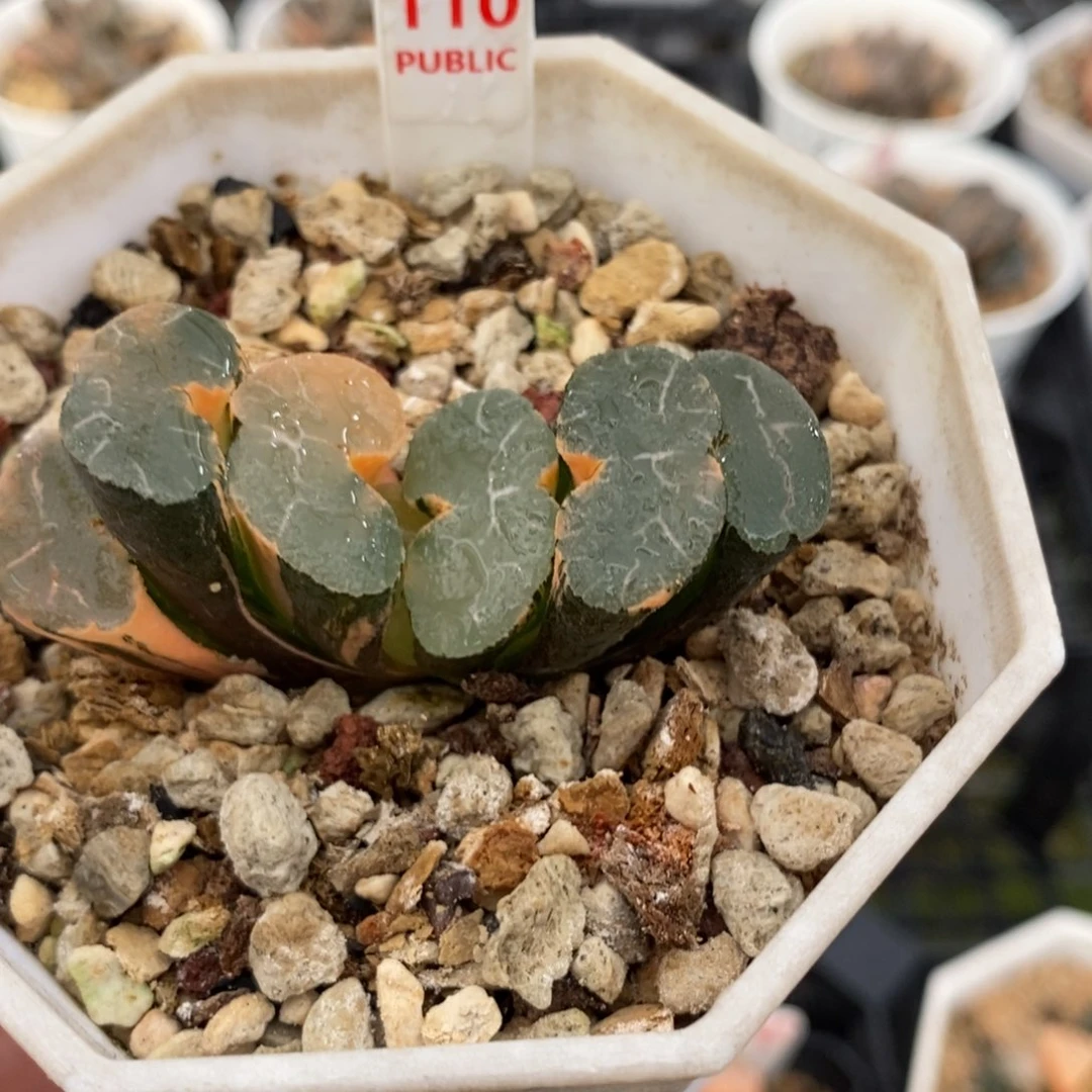 110大绳玉扇锦一物一图