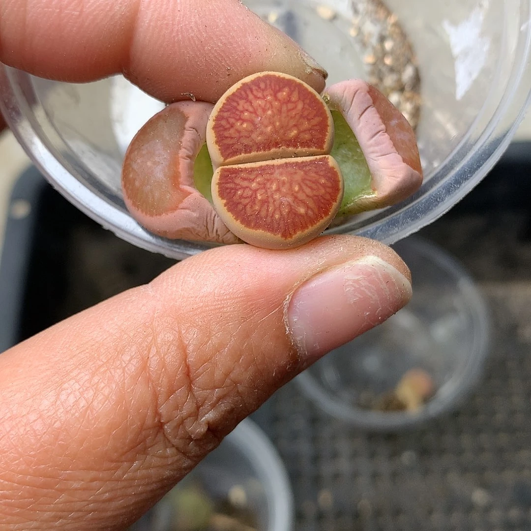 T620多肉植物保护研究所