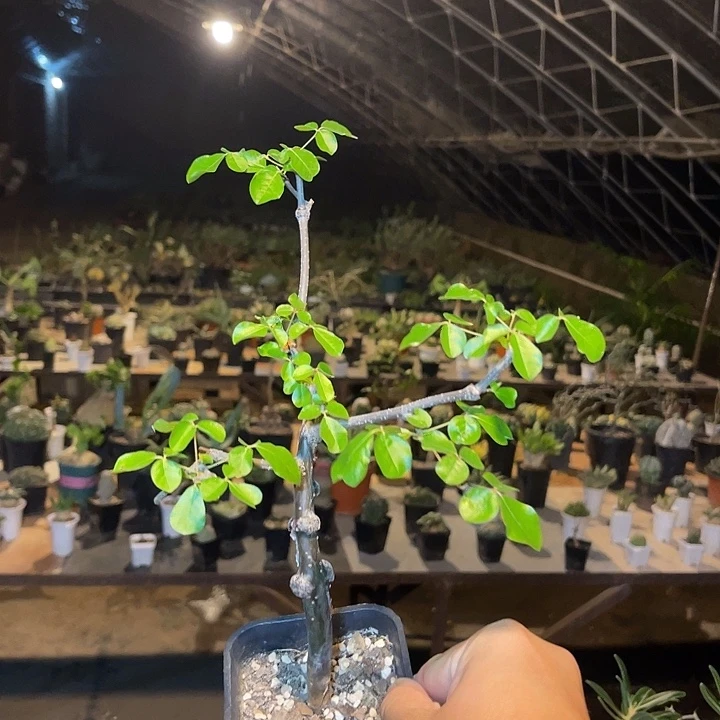 无花朵实生奥比克橄榄一物一拍
