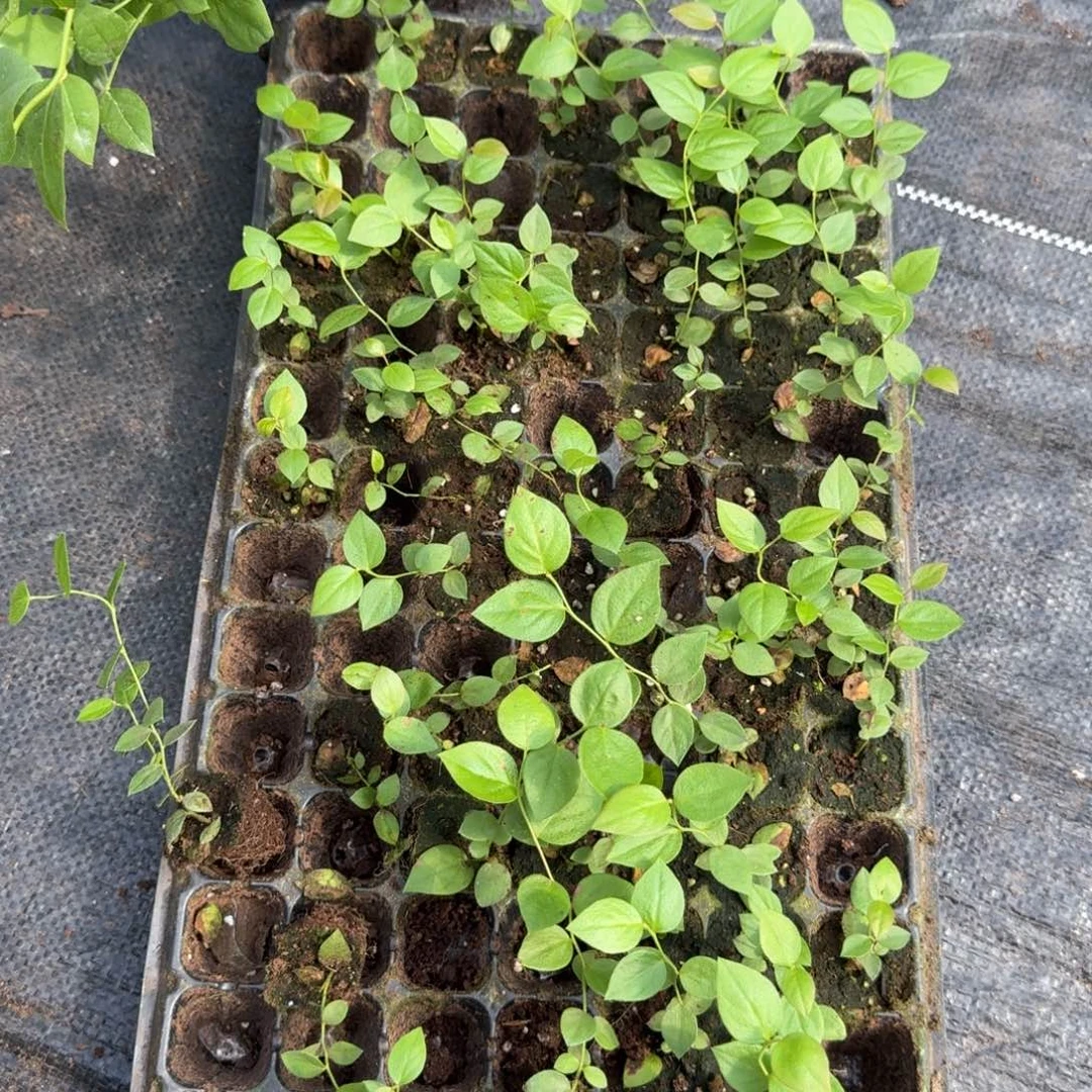 百***枪苔藓33。3颗。不售后