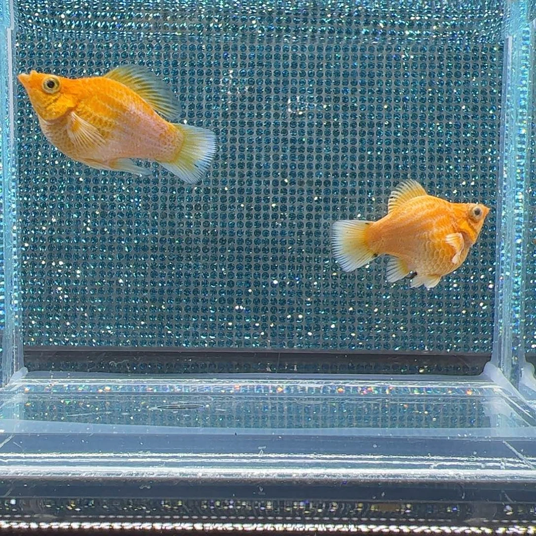 孔雀鱼黄金钻母亚成