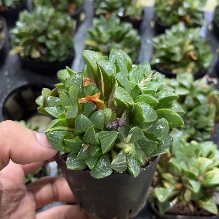 姬寿 带盘带土发货